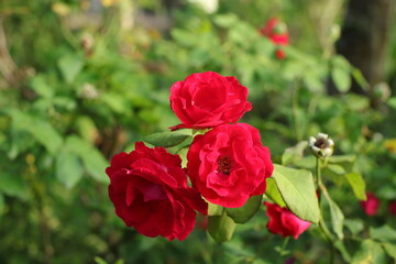 three roses in the garden
