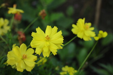 Yellow Cosmos Flowers in the Park