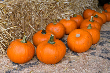 Thanksgiving and Halloween holiday background, row of classic orange carving pumpkins and bales of straw
