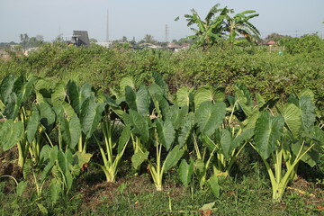 Lush Taro Field
