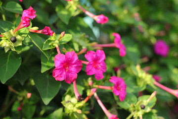 Vibrant Mirabilis Blooms