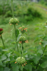 Leonotis Nepetifolia Wildflower