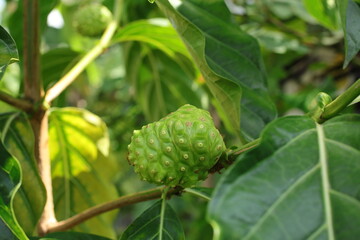 Fresh Morinda Citrifolia Fruit