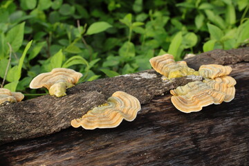 Concentrically Banded Turkey Tail Mushroom