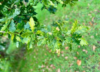 Oak tree branch close up, blurry background. National symbol in many countries