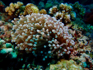 Close-up view of tentacles of a sea anemone underwater. The detailed texture highlights the organic patterns of the marine creature.