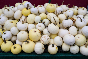 Pile of small white and cream colored Moonshine Pumpkins, as a Thanksgiving and Halloween holiday background
