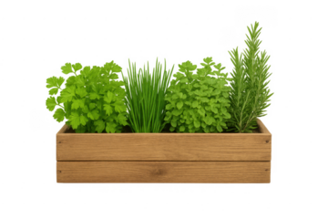Fresh herbs growing in wooden planter on transparent background
