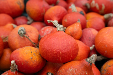 Pile of dark red orange pumpkins, Kuri Squash, as a Thanksgiving and Halloween holiday background
