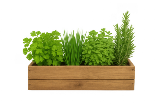 Fresh herbs growing in wooden planter on transparent background