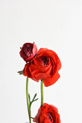 赤いラナンキュラス