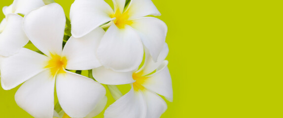 Plumeria or frangipani flower. Tropical tree