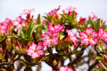 Adenium obesum, Pink desert rose flowers in full bloom.