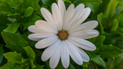 Fotobehang Madeliefje Close-up of a white daisy with a yellow center, growing among green leaves in a natural setting  © WSPictures