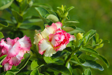Adenium obesum, Desert rose flowers in full bloom.