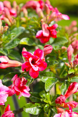 Obraz premium Adenium obesum, Desert rose flowers in full bloom.