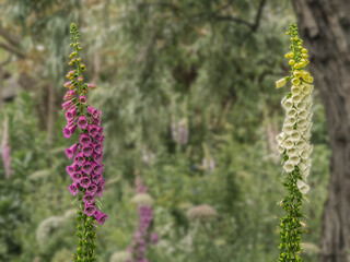 Red And White Foxglove Digitalis Purpurea