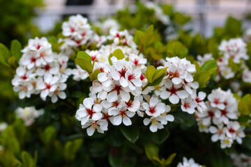 Snow White Indian Hawthorn (Rhaphiolepis indica) in full bloom