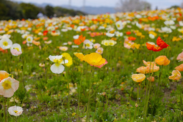 Beautiful poppy flower garden. The Expo 70 Commemorative Park, Osaka, Japan