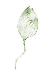 Delicate Green Flower Bud Watercolor Illustration