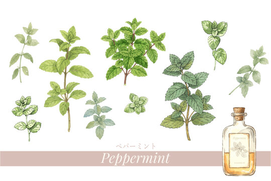 ペパーミントの植物画・精油＆アロマ