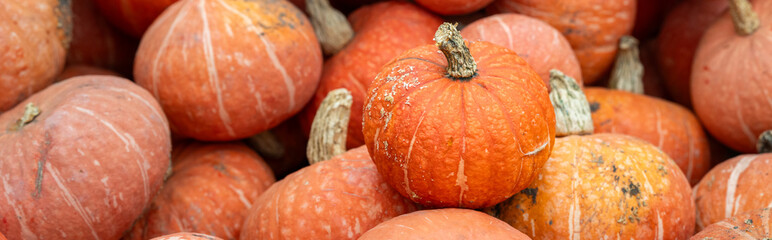 Fun and unique small pumpkins, Kabocha Squash, orange with white markings, as a Thanksgiving and...