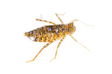 Dragonfly larvae isolated on white background.