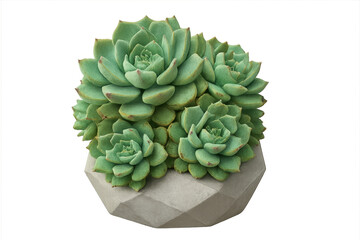 Fototapeta premium Green echeveria succulents growing in modern geometric pot