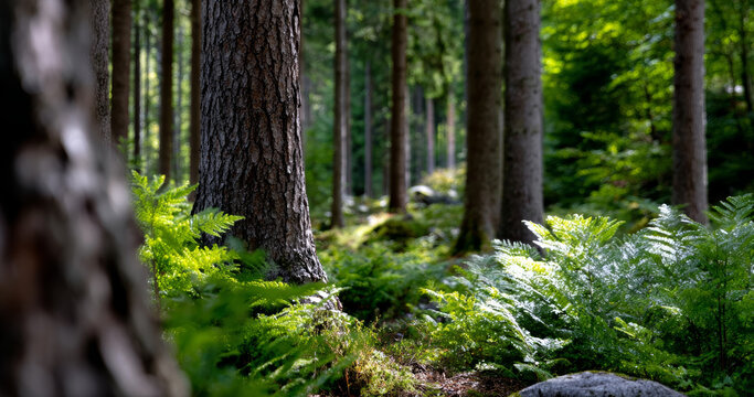 Forest background overlay positioned left presents serene view with lush ferns and tall trees evokes sense of calm and tranquility in nature scene
