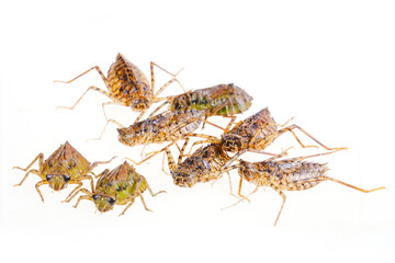 Dragonfly larvae isolated on white background.