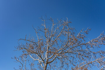 Platanus racemosa is a species of plane tree. California sycamore, western sycamore, California plane tree, aliso. Kenneth Hahn State Recreation Area, Baldwin Hills Mountains of Los Angeles California
