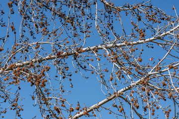 Platanus racemosa is a species of plane tree. California sycamore, western sycamore, California plane tree, aliso. Kenneth Hahn State Recreation Area, Baldwin Hills Mountains of Los Angeles California