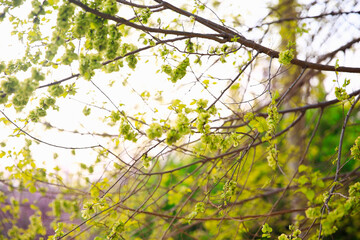 Fototapeta premium A branch of the elm tree. Dutch elm. Golden elm, in spring