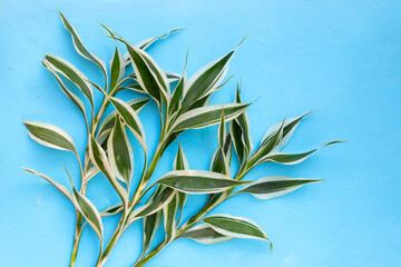 Obraz premium Green white leaves of lucky bamboo plant (Dracaena sanderiana)