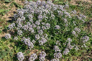 Lobularia maritima (syn. Alyssum maritimum), low-growing flowering plant, family Brassicaceae. sweet alyssum, sweet Alison. Kenneth Hahn State Recreation Area, Baldwin Hills Mountains of Los Angeles	