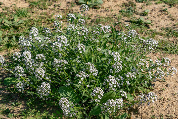 Lobularia maritima (syn. Alyssum maritimum), low-growing flowering plant, family Brassicaceae. sweet alyssum, sweet Alison. Kenneth Hahn State Recreation Area, Baldwin Hills Mountains of Los Angeles	