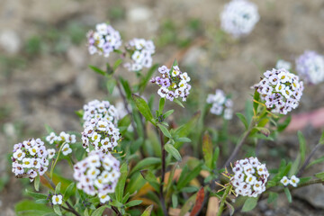 Lobularia maritima (syn. Alyssum maritimum), low-growing flowering plant, family Brassicaceae. sweet alyssum, sweet Alison. Kenneth Hahn State Recreation Area, Baldwin Hills Mountains of Los Angeles	