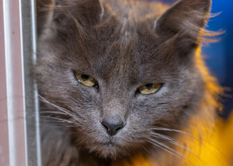 Closeup of a cute grey cat looking at you
