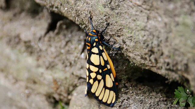 Yellow butterfly flying above flowers featuring delicate wings, bright color, gentle movement and natural light representing nature, insect species, pollination and outdoor environment setting area