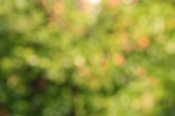 Obraz premium Natural defocus lights green and orange as background.