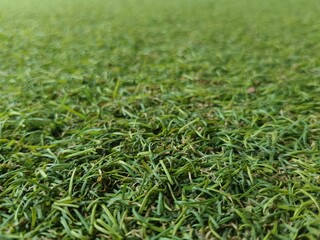 green grass background