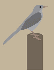 A vector art of a mockingbird. 