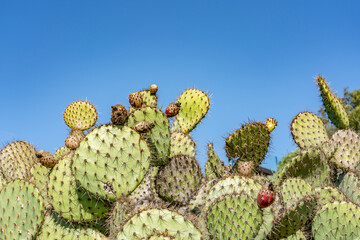 Opuntia oricola is a species of prickly pear cactus known by the common name chaparral prickly pear. Kenneth Hahn State Recreation Area, Baldwin Hills Mountains of Los Angeles California