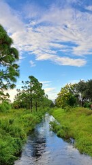 Serene view of Florida stream in natural park setting, surrounded by grasses and pine trees