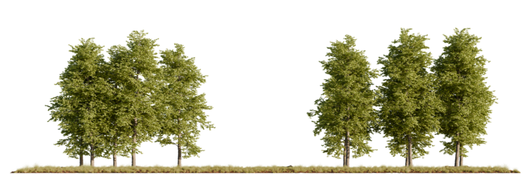 A collection of lush realistic 3D rendered trees with rich foliage, isolated on a white background for landscape, architectural, and design applications