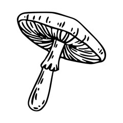 wild mushroom outline vector illustration