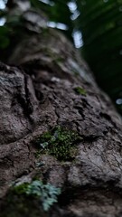 Coarse, rugged tree bark texture covered in light green and gray lichen, photographed in a deep forest environment.