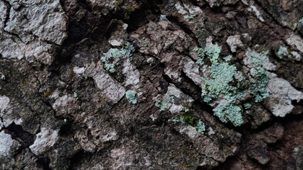 Coarse, rugged tree bark texture covered in light green and gray lichen, photographed in a deep forest environment.