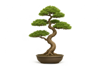 Bonsai tree representing japanese art and zen garden