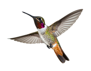 A vibrant, small bird in flight against a solid black background, wings spread, exhibiting intricate feather patterns